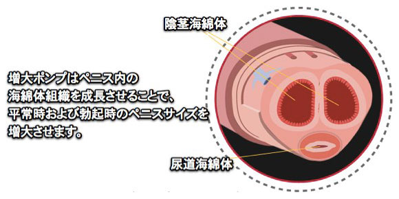ペニス増大ポンプ「パワーゲージ」3.8_5.5セット販売ページ